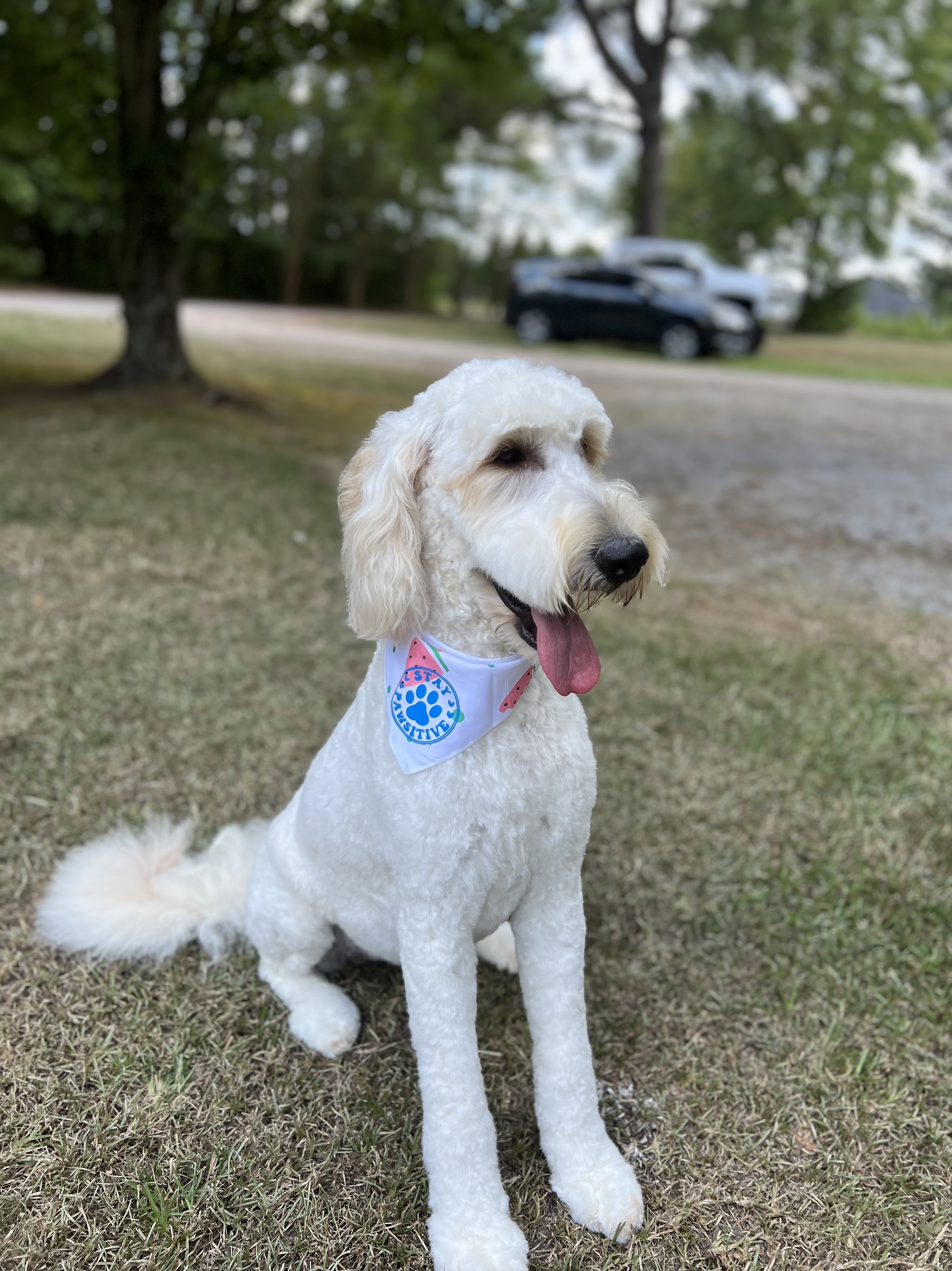 A freshly groomed white poodle in a blue bandana