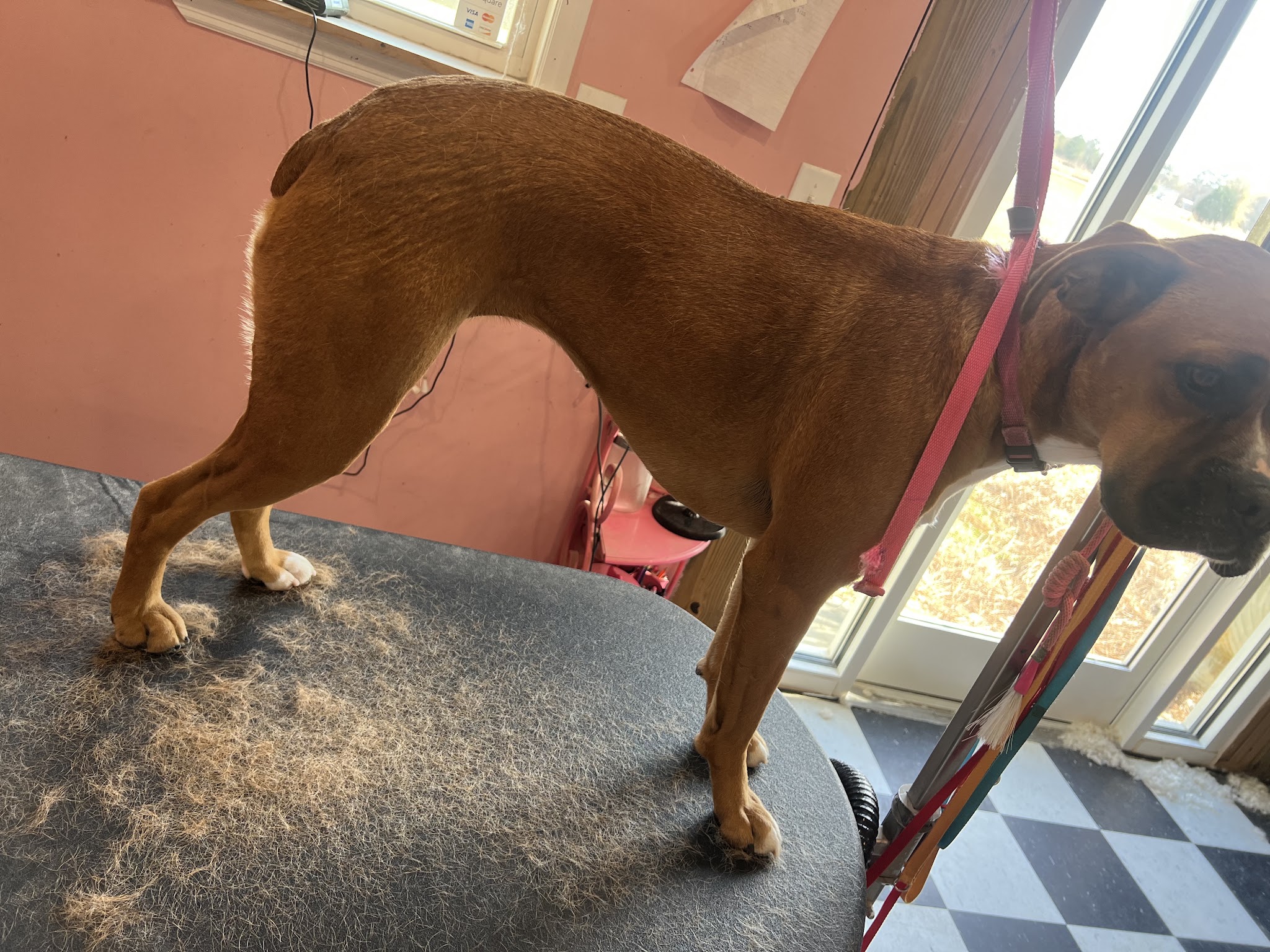 A brown dog standing on the grooming table