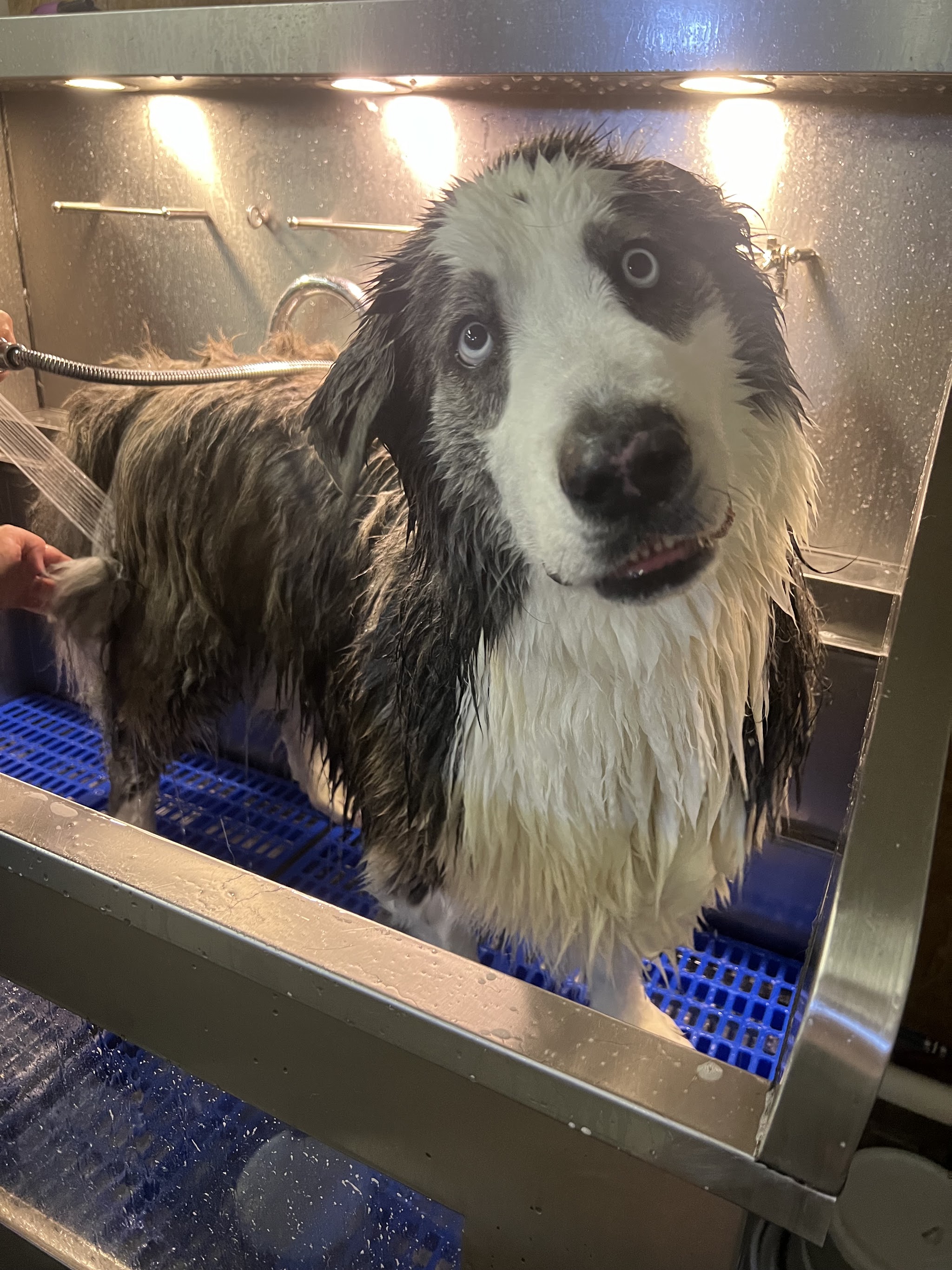 A fluffy dog getting a bath in the tub