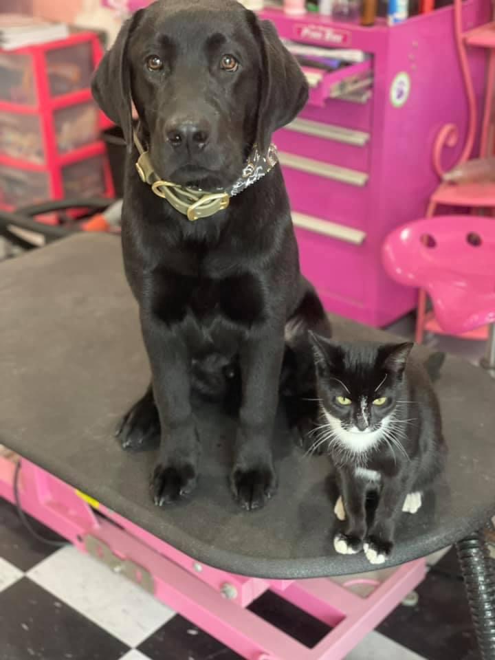 A black lab and a cat sharing the grooming table