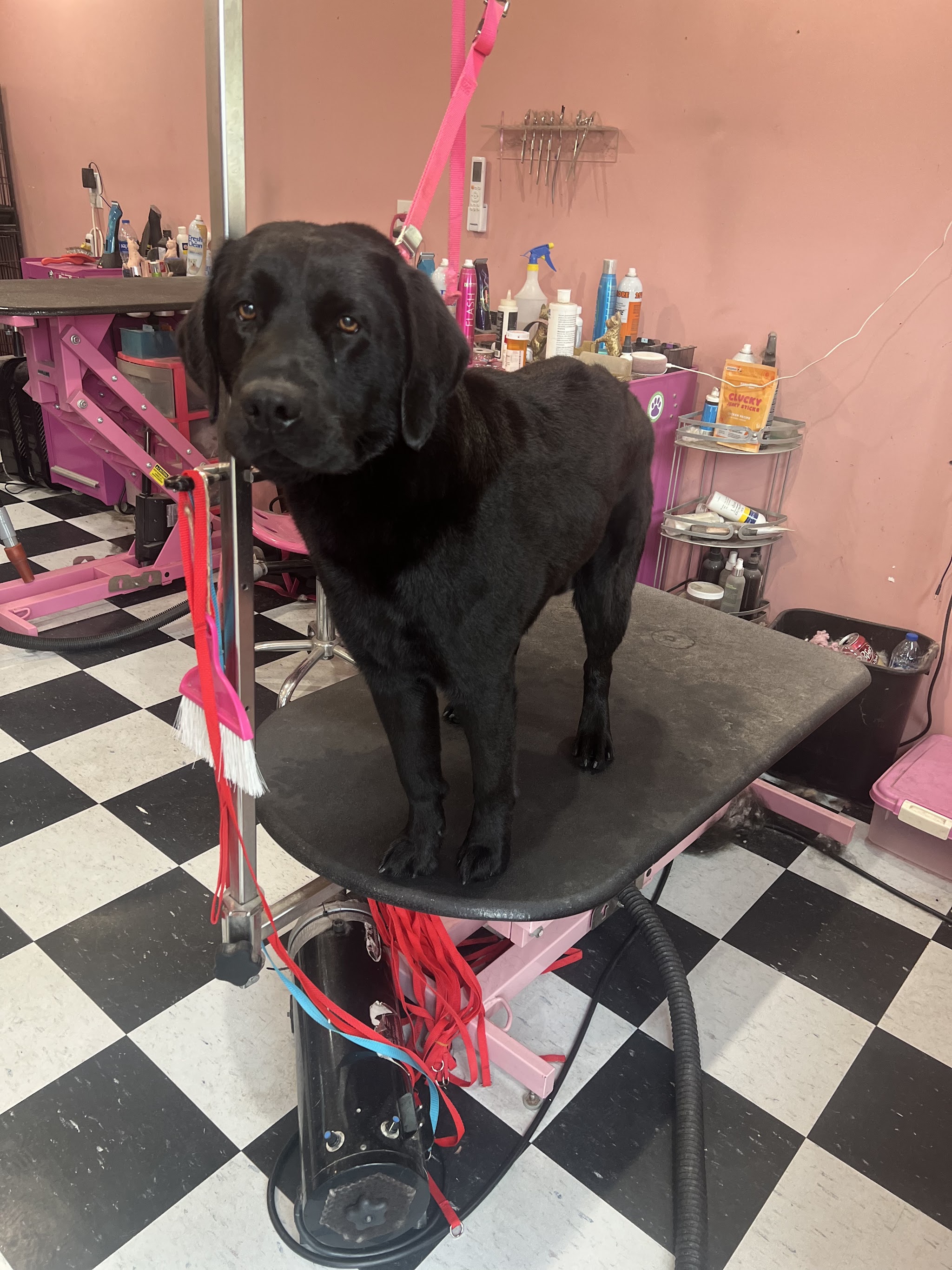 A black dog waiting on the table in the salon