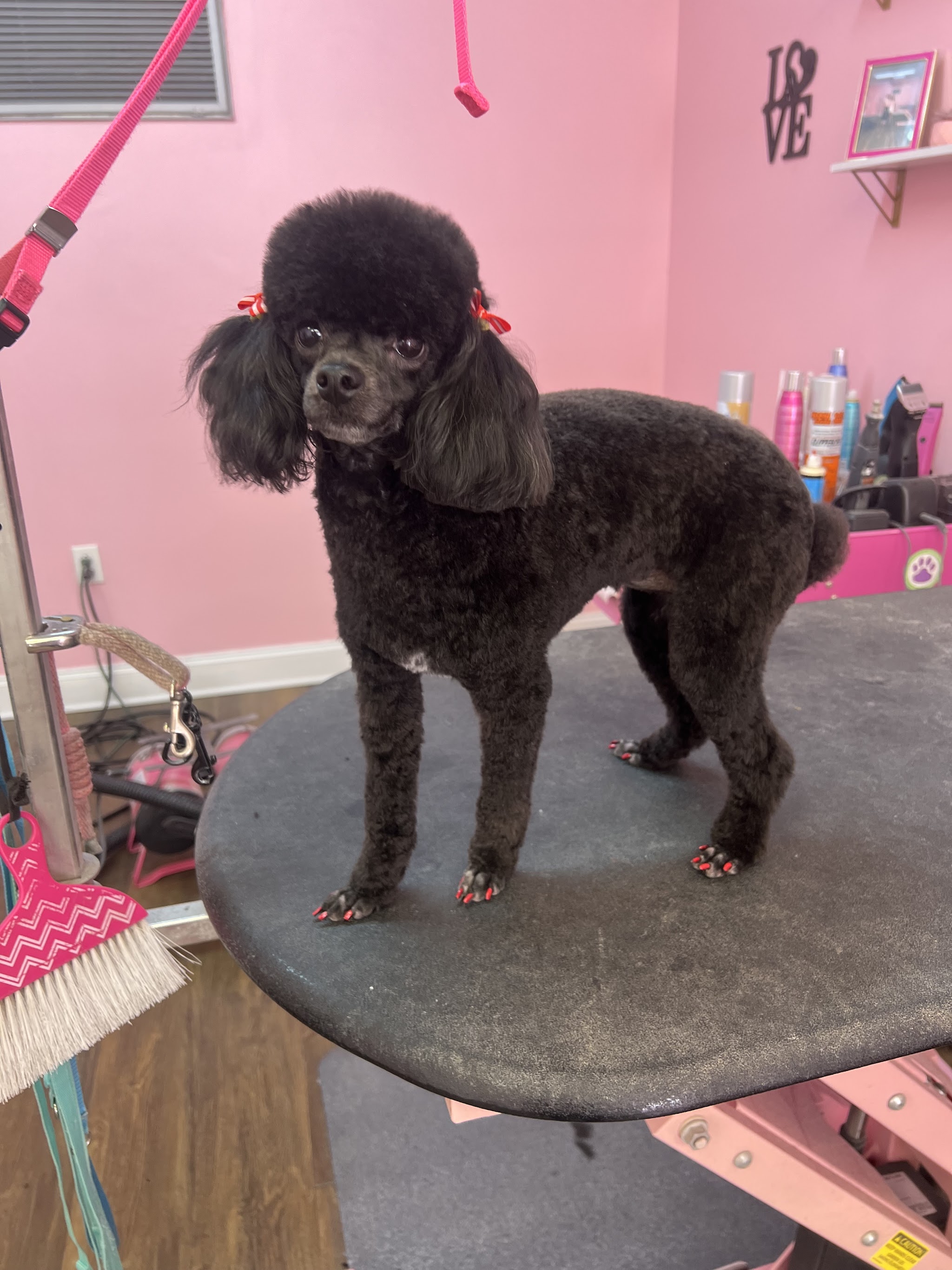 A groomed black poodle on the grooming table